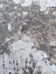 Stenomacra marginella