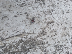 Stenomacra marginella