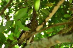 Ninox scutulata