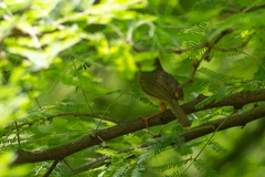 Orthotomus sepium