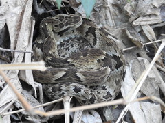 Bothrops jararaca