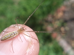 Tetragnatha