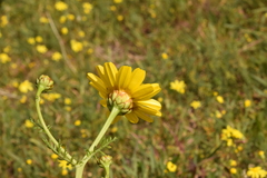 Glebionis coronaria