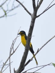 Pericrocotus flammeus