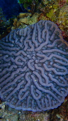 Mycetophyllia