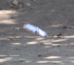 Morpho