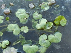 Ranunculus hederaceus