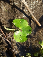 Ranunculus hederaceus