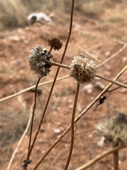 Helianthus petiolaris