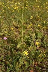 Glebionis coronaria