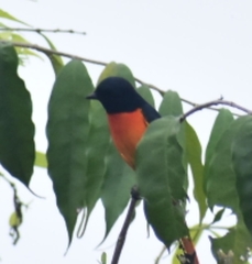 Pericrocotus flammeus