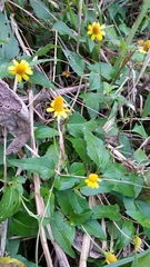 Acmella oppositifolia