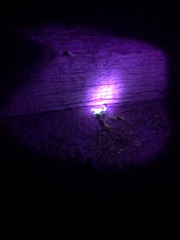 Centruroides sculpturatus