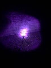 Centruroides sculpturatus