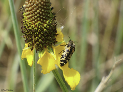 Acmaeodera