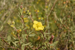 Helianthemum