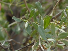 Lycium edgeworthii