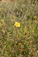 Helianthemum