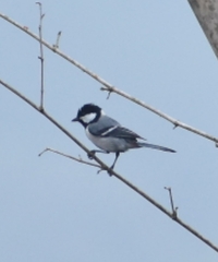 Parus cinereus