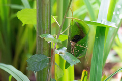 Orthotomus sepium