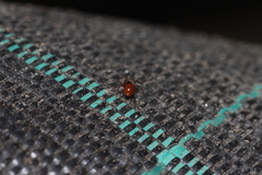 Ostearius melanopygius