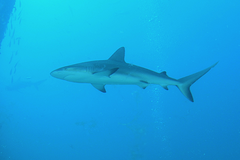 Carcharhinus perezii