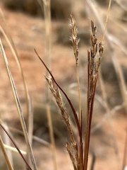 Andropogon hallii