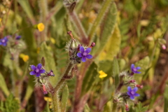 Anchusa