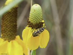 Acmaeodera