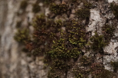 Nyholmiella obtusifolia
