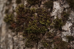 Nyholmiella obtusifolia