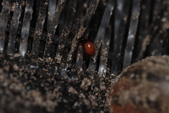 Ostearius melanopygius