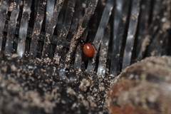 Ostearius melanopygius