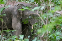Elephas maximus borneensis