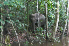 Elephas maximus borneensis
