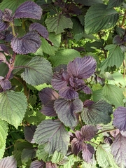 Perilla frutescens