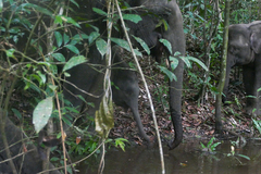 Elephas maximus borneensis