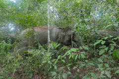 Elephas maximus borneensis