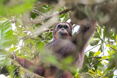 Pongo pygmaeus morio