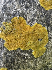 Xanthoria parietina