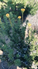 Chrysocoma coma-aurea