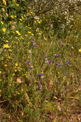 Anchusa