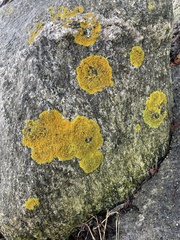 Xanthoria parietina