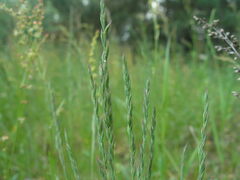 Festuca ovina