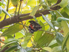 Vanessa vulcania
