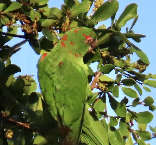 Cuban Parakeet (Psittacara euops), photo 10