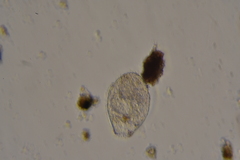 Euglyphidae