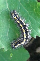 Callimorpha dominula