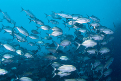 Caranx sexfasciatus
