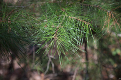 Pinus glabra